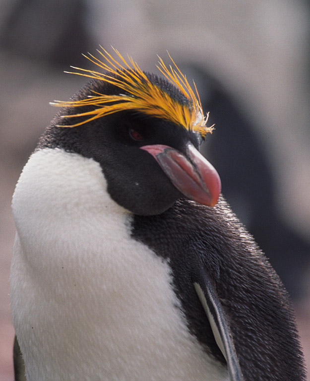 macaroni penguin 长冠企鹅.