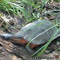 木雕水龟