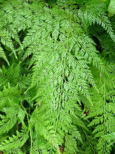 野雉尾金粉蕨 野雉尾金粉蕨