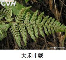 大禾叶蕨 大禾叶蕨
