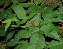 刺果毒漆藤 刺果毒漆藤