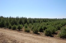 红安久树 红安久树