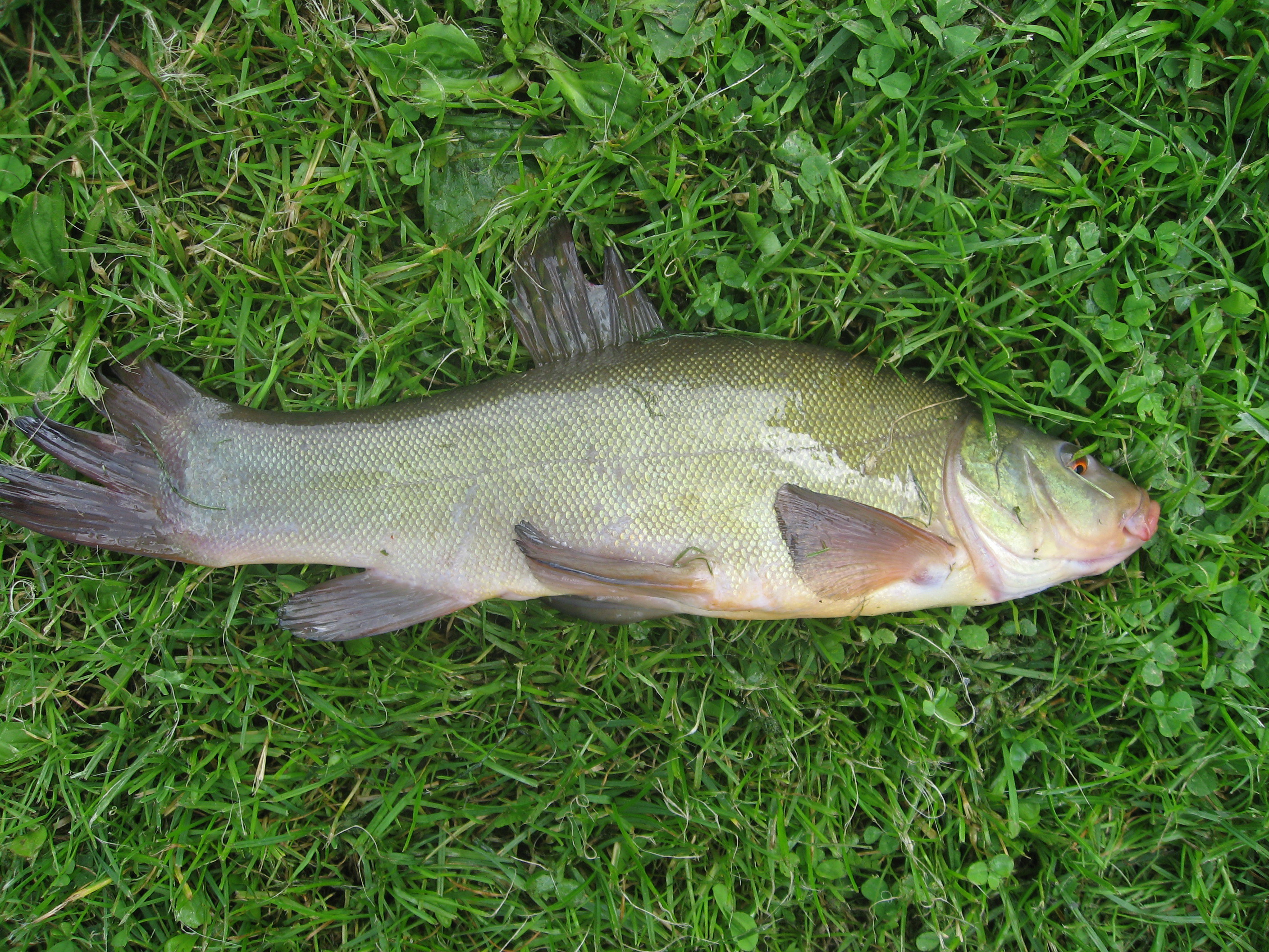 林局海洋与渔业科 戴海平 薛聪顺【丁桂鱼什么时