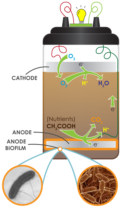 【microbial_fuel_cell】什么意思_英语microbial_fuel_cell的翻译