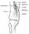 收肌腱裂孔